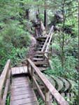 Ocean rain forest trail in Tofino BC